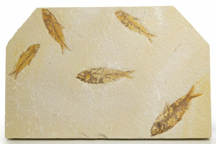 Shale With Five Fossil Fish (Knightia) - Wyoming #320383